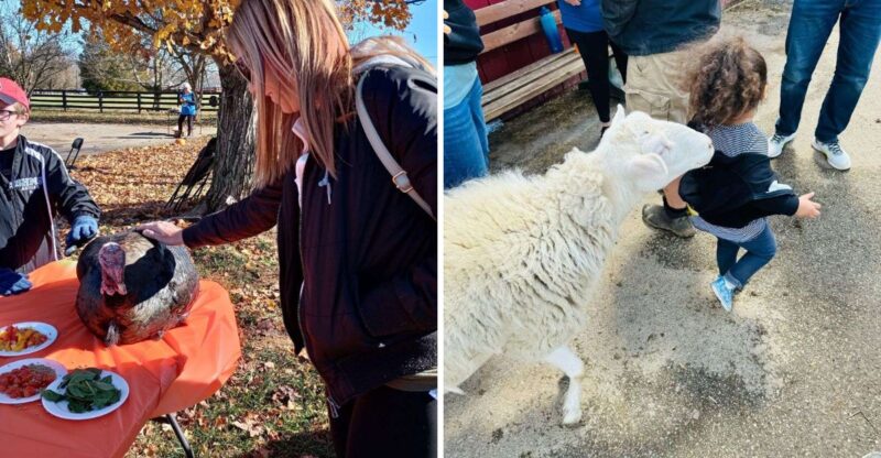 This Kentucky Sanctuary Gives Rescued Farm Animals A Home Thirty Minutes From Downtown Louisville