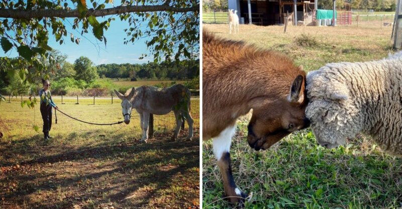 This Animal Sanctuary In Georgia Offers 10 Acres Of Freedom For Rescued Farm Animals