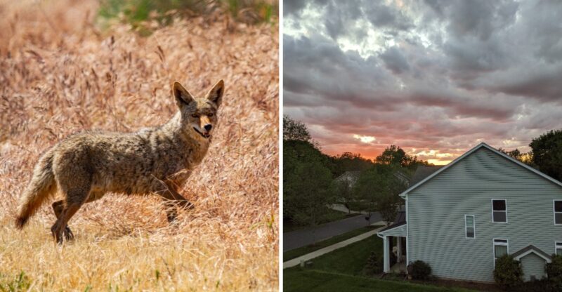 10 North Carolina Towns Where Coyotes Keep Showing Up And Locals Know To Stay Alert