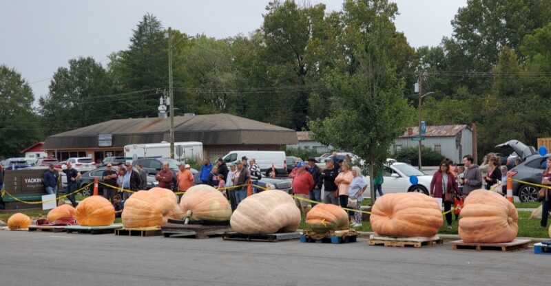 This North Carolina Festival Has Giant Pumpkins So Big They Need Their Own Weigh Off