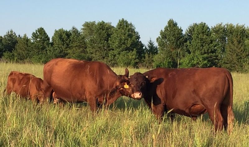 6 Nebraska Farms That Sell Beef Cut From Cattle Raised In Their Own Pastures