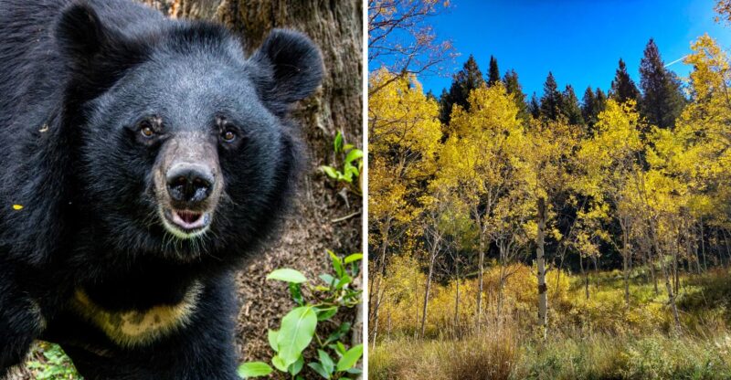 The 10 Idaho Counties Seeing A Massive Spike In Black Bear Sightings This Fall