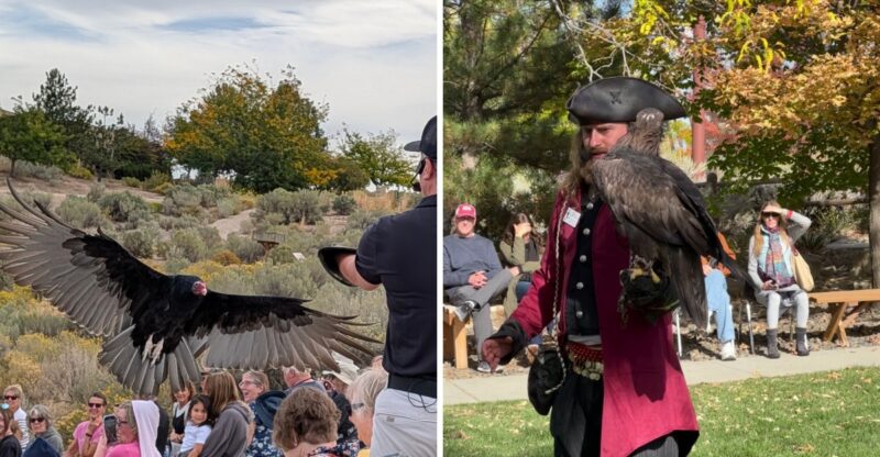 This Idaho Nonprofit Cares For Eagles And Falcons And Lets You Meet Them Up Close