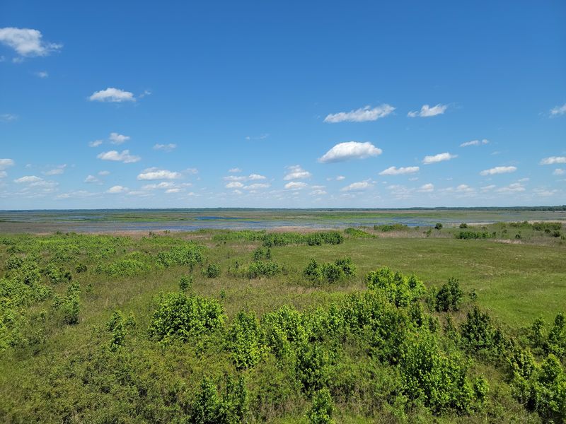 Yes, There Are Wild Bison In Florida And You Can See Them Roaming This Prairie Preserve