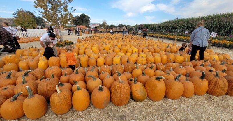 12 California Pumpkin Patches That Turn Pumpkin Picking Into A Full Fall Adventure