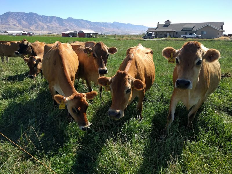 8 Idaho Farms That Turn Milk From Their Own Herd Into Cheese Right On The Farm
