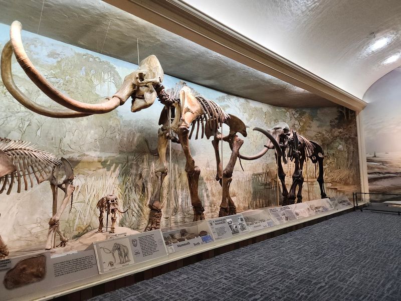 This Nebraska Museum Has A Whole Hall Of Towering Mammoth Skeletons That Families Walk Right Through