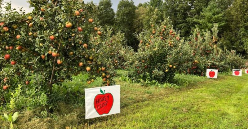 The Quiet Connecticut Apple Orchard Where You Can Pick Without The Crowds