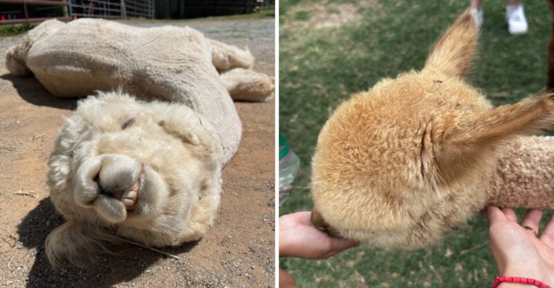 This North Carolina Farm Lets You Get Up Close With Alpacas And Hand-Feed Them In The Pasture