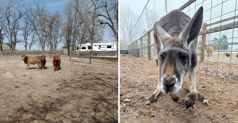 This Idaho Farm Lets You Get Up Close With Kangaroos, Highland Cows And More Than 300 Animals