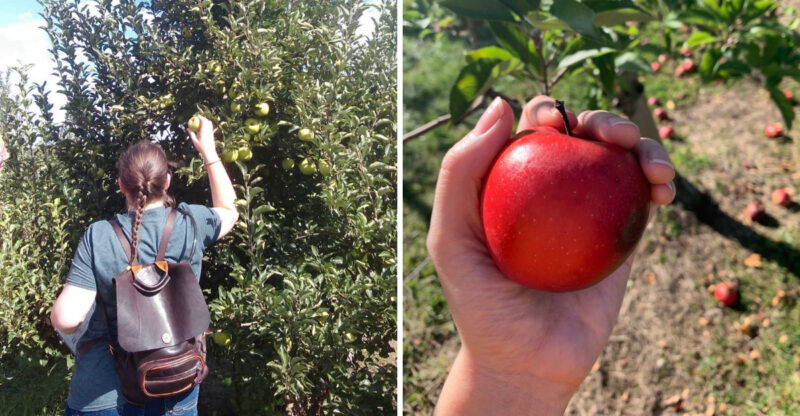 Pick Your Own Apples For A Dollar A Pound At This Kentucky Farm Over Labor Day Weekend