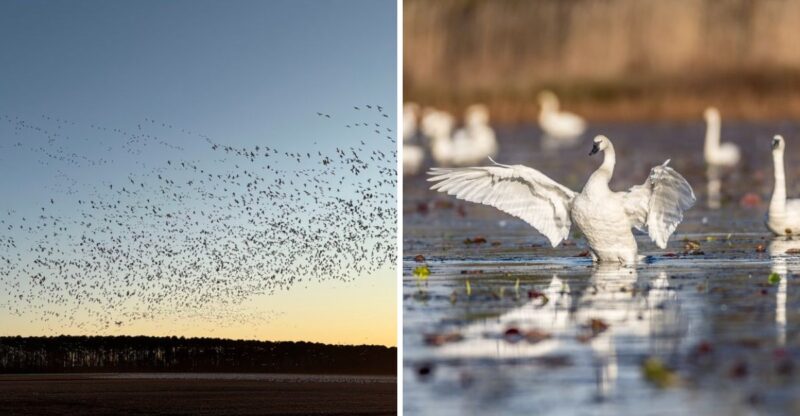 Thousands Of Tundra Swans Fill The Sky Over This Quiet North Carolina Refuge At Sunset