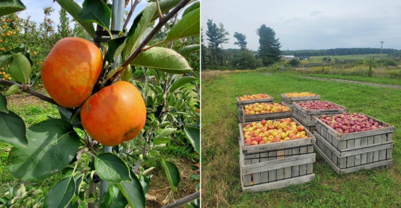 One Connecticut Orchard Grows Unusual Apple Varieties Most Shoppers Usually Never See