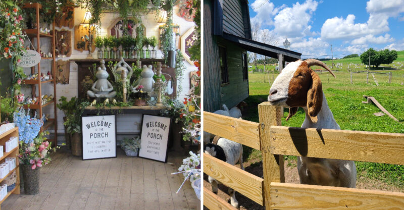 This Quirky Maryland Shop Doubles As A Petting Zoo And Turns Shopping Into An Adventure