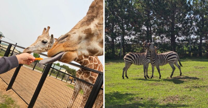 This Minnesota Wildlife Park Will Make Your Whole Family Feel Like They’re On A Real Safari