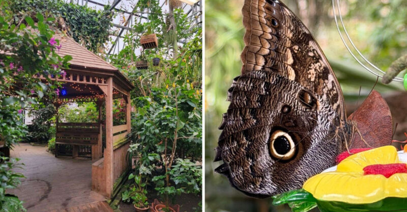 Massachusetts’ Largest Butterfly House Is A Magical Place You Need To See