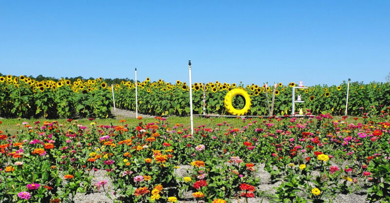 This Stunning Central Florida Farm Opens A Huge Fall Festival With U-Pick Sunflowers