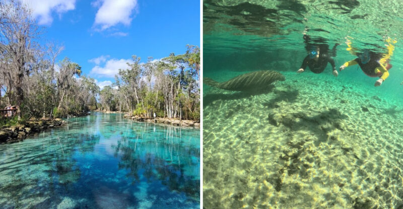 Manatees Start Arriving At This Crystal River Spring Next Month, And Here’s Where To Watch