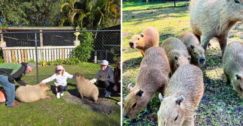 This Unusual Wildlife Park In Florida Is An Unforgettable Encounter With Capybaras