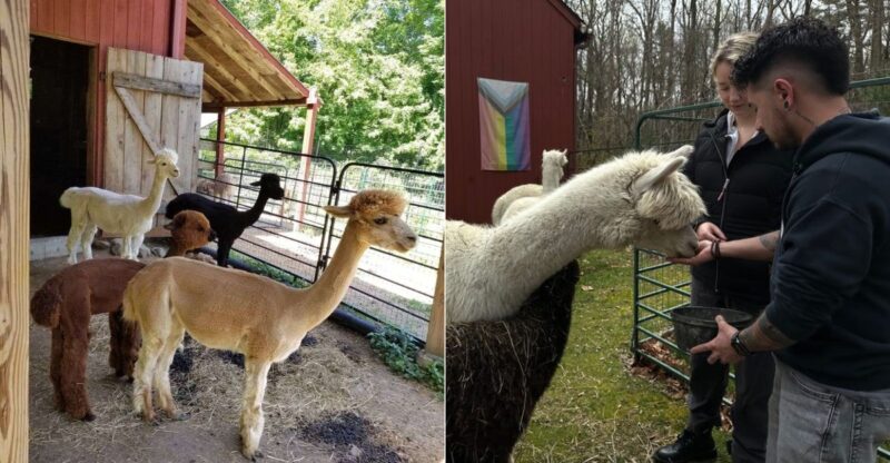 This Tiny Connecticut Alpaca Farm Lets You Book Close-Up Visits With Its Fluffy Herd