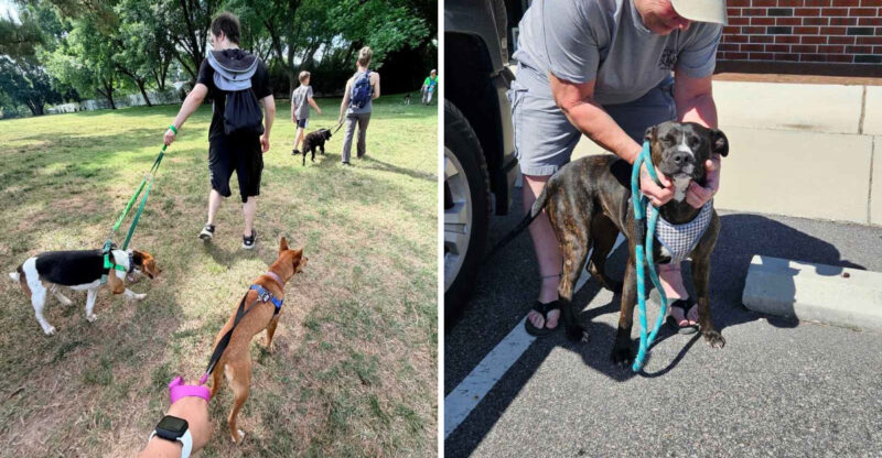 12 North Carolina Places Where You Can Volunteer And Make A Real Difference For Animals