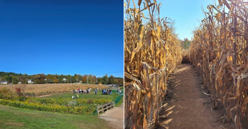 This Massive Connecticut Corn Maze Is Open For Fall And Getting Lost Is Half The Fun