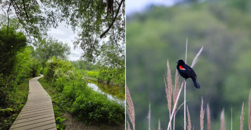 This 1.2-Mile Connecticut Boardwalk Trail Packs Plenty Of Birdwatching Into A Short Walk