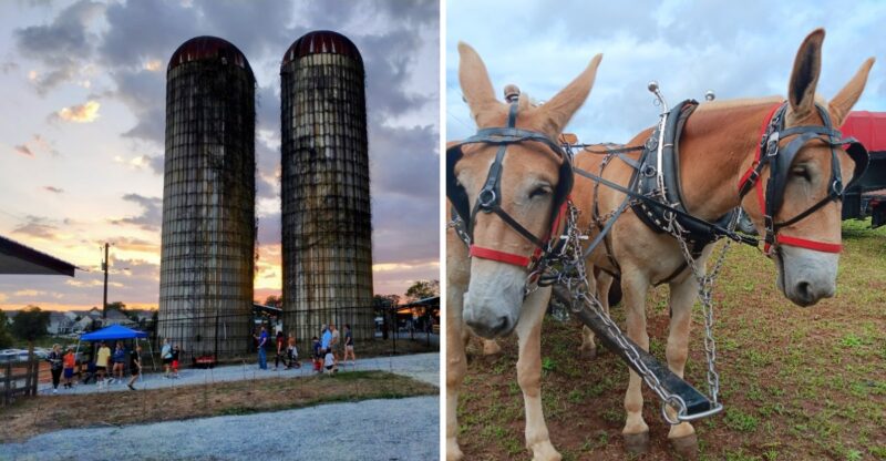 Kids Can Feed Cows, Meet Baby Goats And Explore A Corn Maze At This Georgia Family Farm
