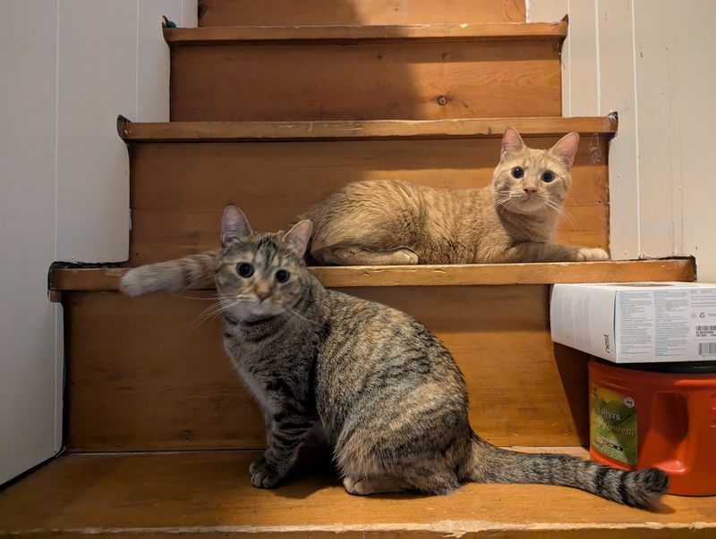 At This Cage-Free Nebraska Sanctuary, the Rescued Cats Roam Free and Run the Show