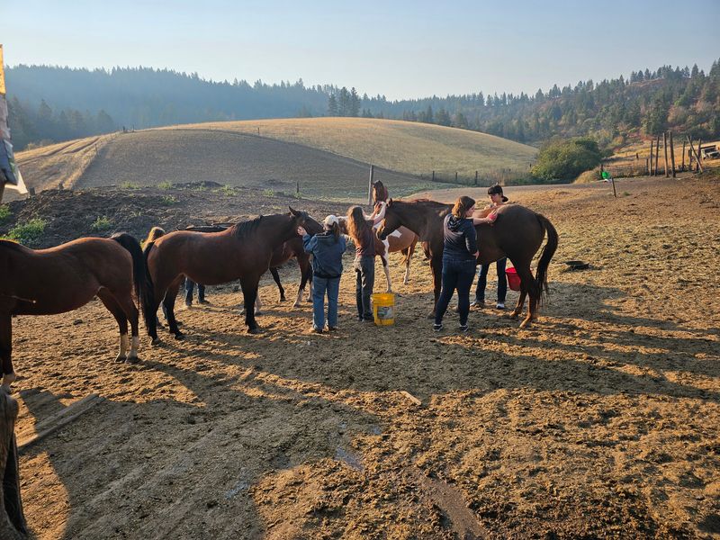 Nearly A Thousand Rescued Horses Graze This Idaho Ranch Where Every One Finally Feels Safe