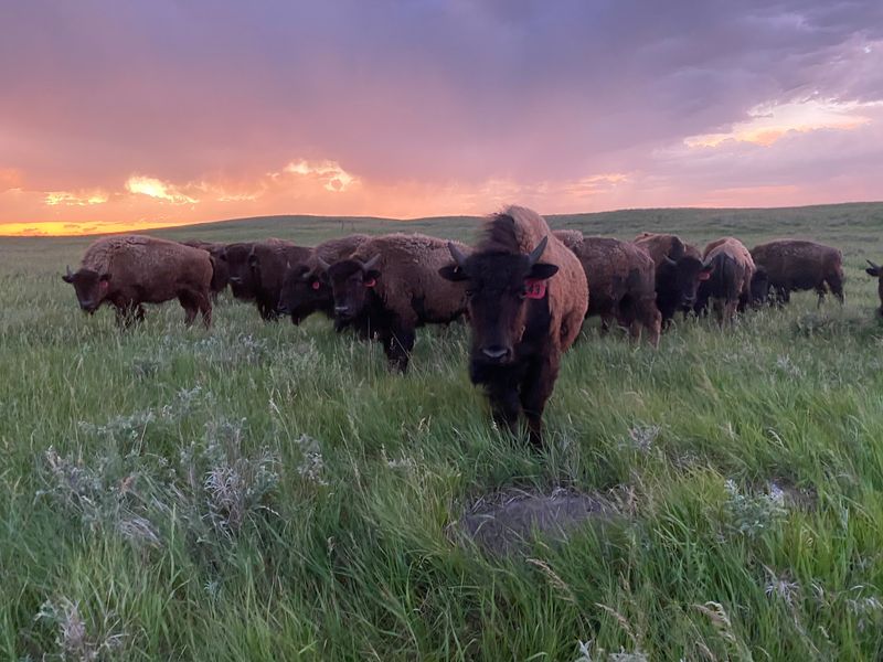 This Nebraska Ranch Sells Bison Meat From The Same Herd You Feed By Hand
