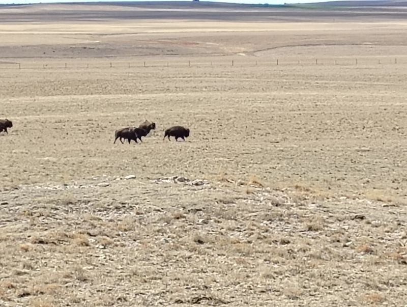 Nebraska’s Highest Point Sits At 5,424 Feet In A Quiet Bison Pasture You Can Drive Right To