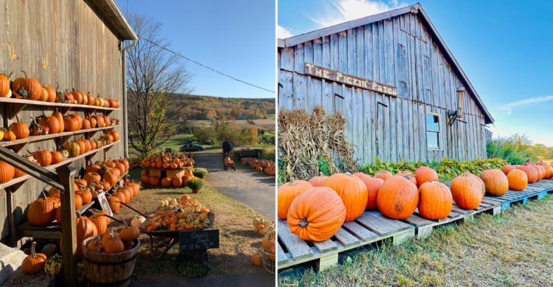 We Compared Connecticut Pumpkin Patches And Here Are 9 That Stand Out