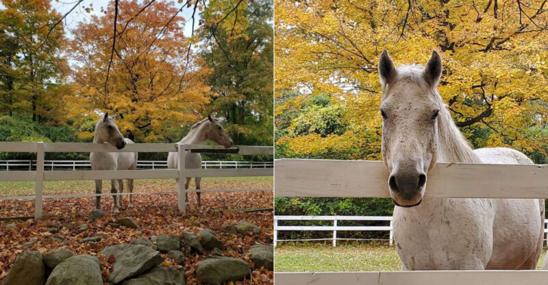 This Connecticut Horse Rescue Gives Rescued Horses Acres Of Room To Roam And Most People Have Never Heard Of It
