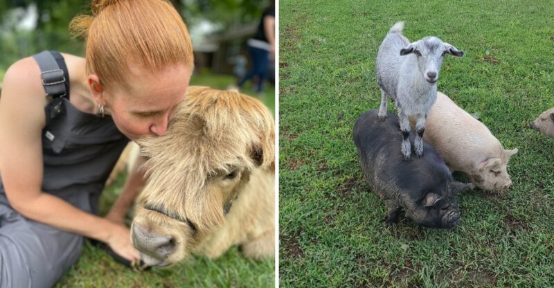 This Kentucky Farm Is A Sweet Fall Escape For Cuddling Highland Cows And Piglets