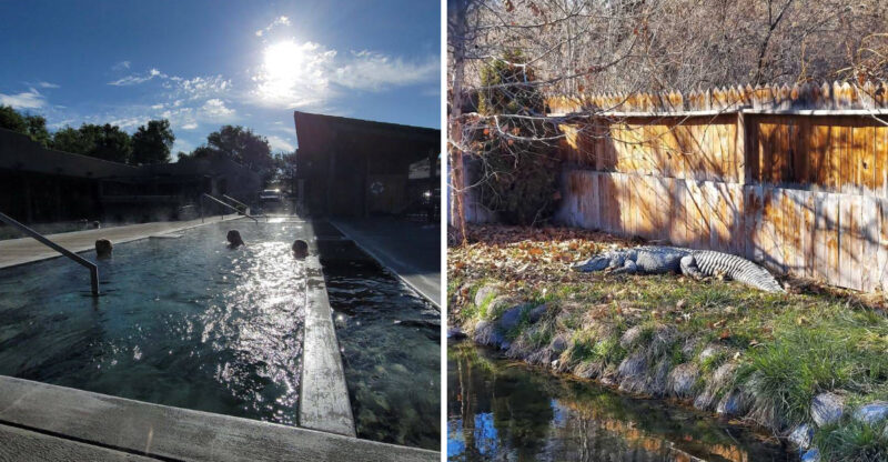Yes, An Alligator Lives At This Idaho Hot Spring And You Can See Her While You Soak Nearby