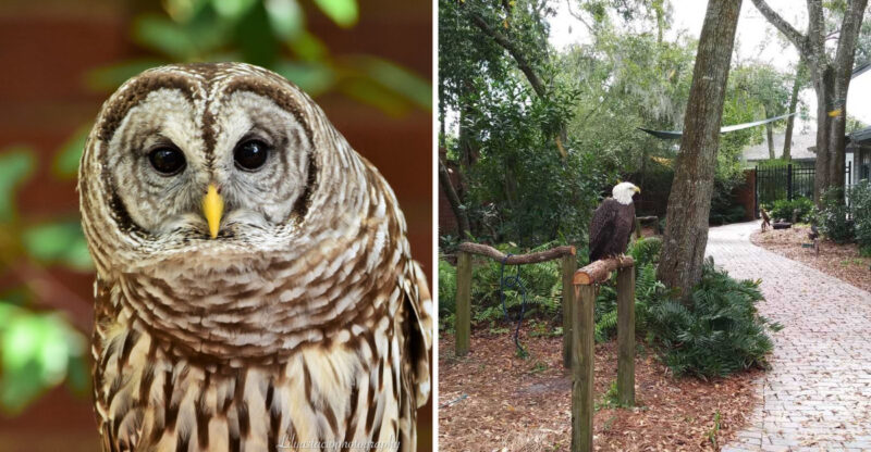 This Florida Bird Sanctuary Lets Visitors Get Close To Owls And Hawks