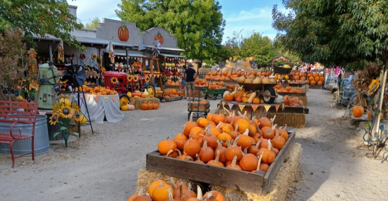 This Century-Old California Farm Grows More Than 120 Varieties Of Pumpkins And Fall Is The Best Time To Visit