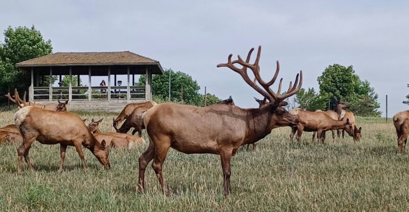 Drive Through This Nebraska Wildlife Park In Fall And You Might Hear Bull Elk Bugling