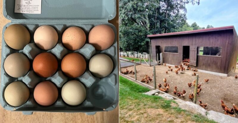9 Connecticut Farms Where You Can Bring Home Fresh Eggs Straight From The Coop