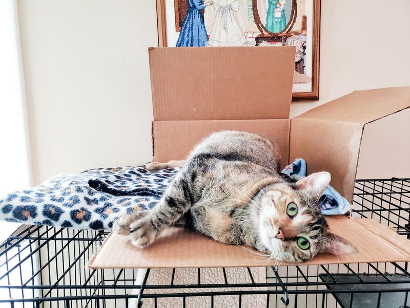 This Nebraska Cat Rescue Fosters Rescued Cats for Months Until the Right Family Arrives