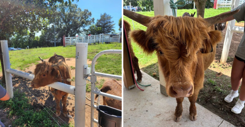 This Tennessee Farm Lets You Brush Fluffy Highland Cows Right Up Close