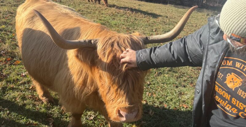 This North Carolina Farm Lets You Cuddle Fluffy Highland Cows For A Gentle Fall Escape