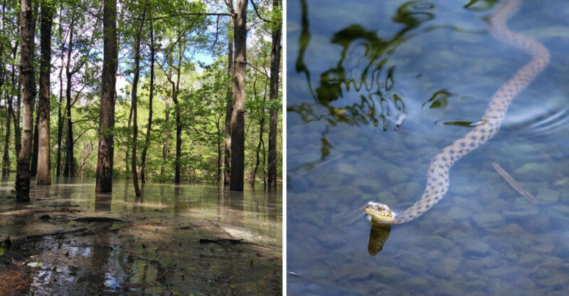This North Carolina Lake Shore Has So Many Snakes Slithering Around, Visitors Are Starting To Take Notice