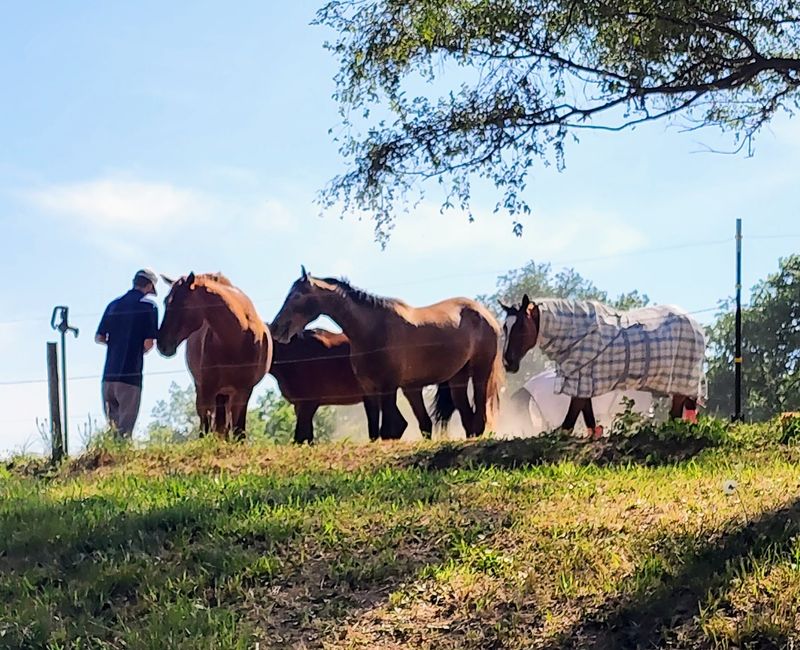 This Nebraska Barn Starts Total Beginners On Patient Lesson Horses And Teaches Real Horsemanship
