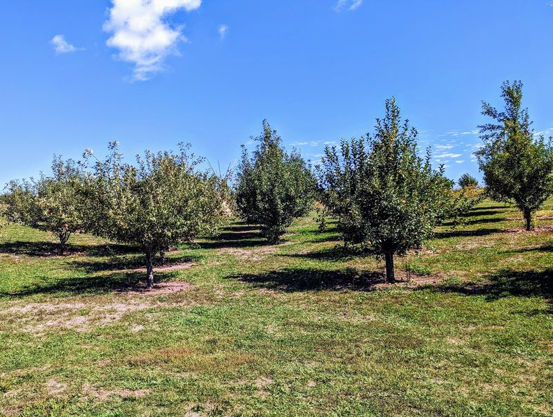 5 Nebraska Orchards Where Cider Donuts Come Out Warm While You Pick Your Apples