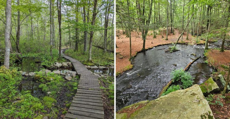 10 Rhode Island Trails To Explore With Snake Awareness This September