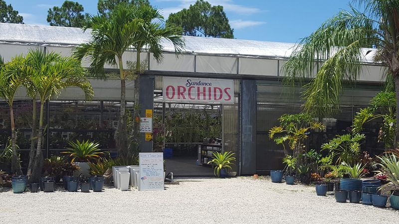 Buy A Blooming Orchid At These 7 Florida Greenhouse Nurseries