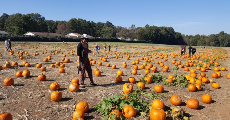 This North Carolina Farm Has Over 20 Acres Of Pumpkins You Can Pick Straight Off The Vine