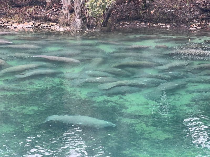 Manatees Crowd Into Florida’s Blue Spring The Moment Cool Weather Arrives